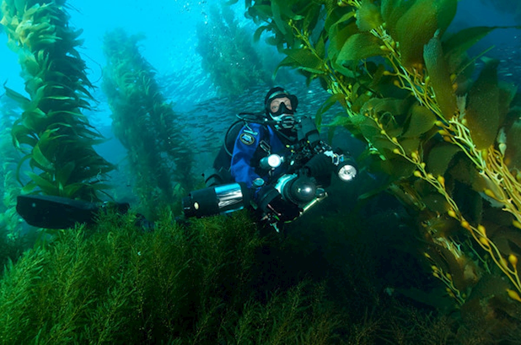 Dive Along - Catalina Island - October 24-27, 2025
