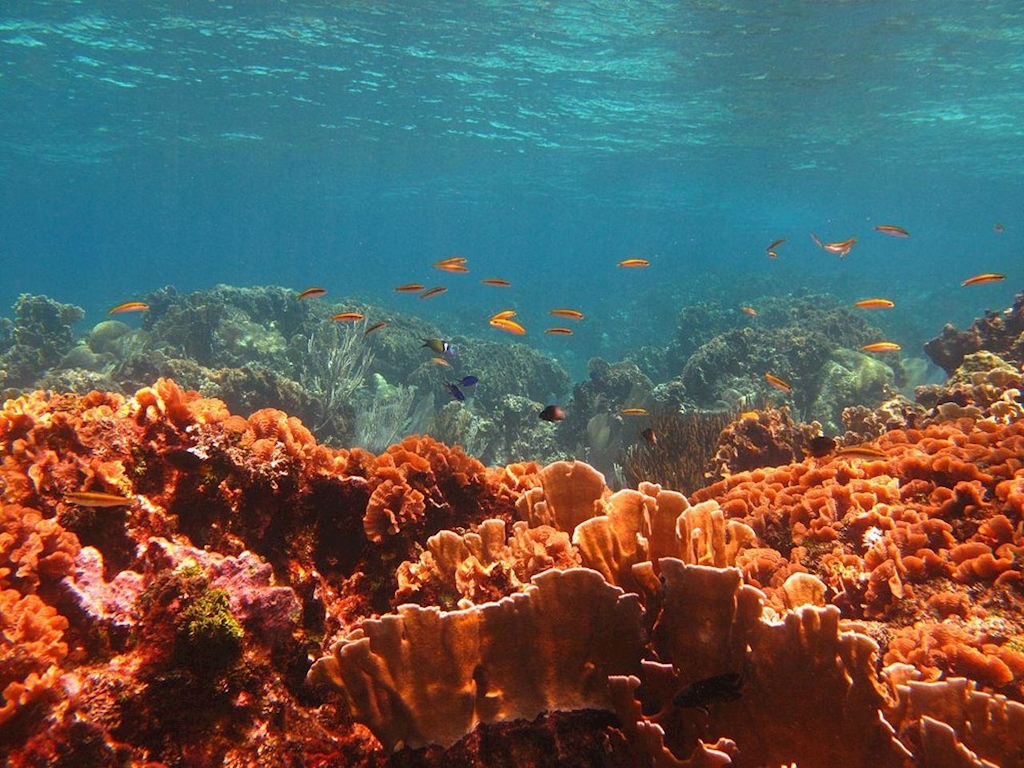 Roatan - March 27th - April 3rd, 2027 