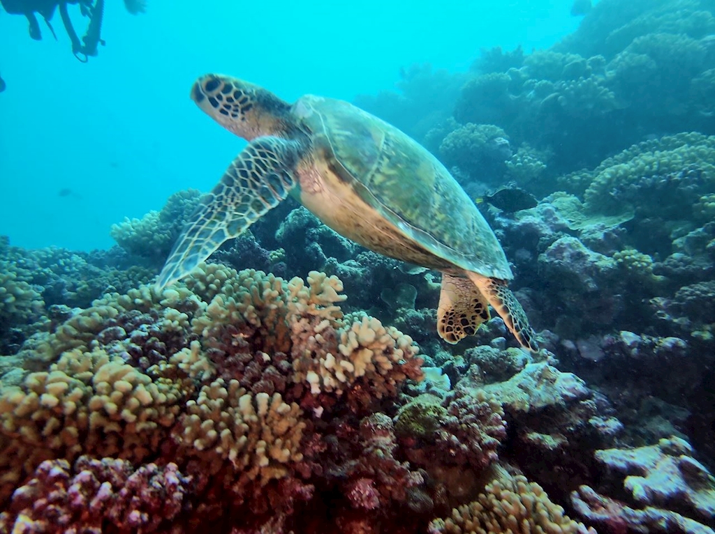 Scuba Certification – August, 18th, 2025 - Carter