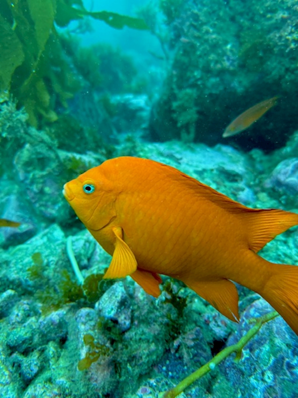 Dive Along - Catalina Island - October 24-27, 2025