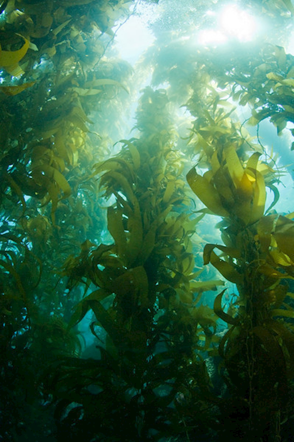 Dive Along - Catalina Island - October 24-27, 2025
