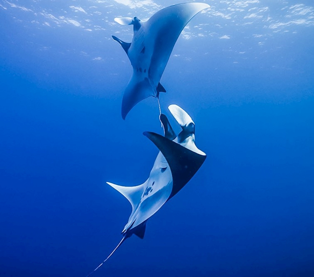 Socorro Islands Live-Aboard Mar 7 - 15, 2026