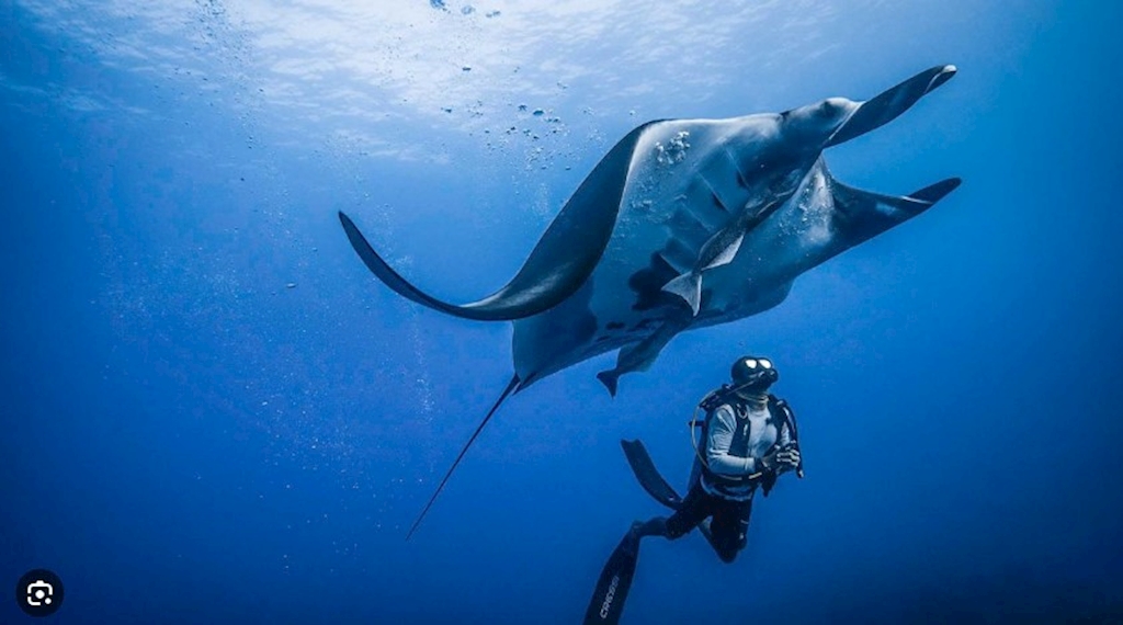 Socorro Islands Live-Aboard Mar 7 - 15, 2026