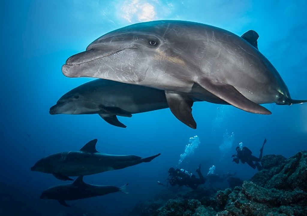 Socorro Islands Live-Aboard Mar 7 - 15, 2026