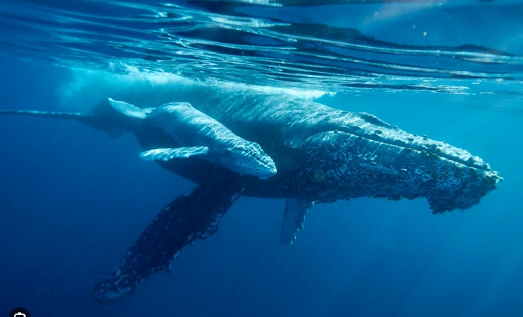 Socorro Islands Live-Aboard Mar 7 - 15, 2026