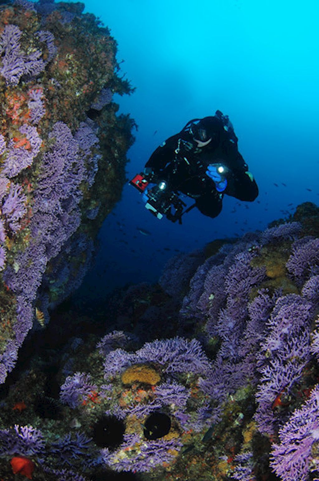 Dive Along - Catalina Island - October 24-27, 2025