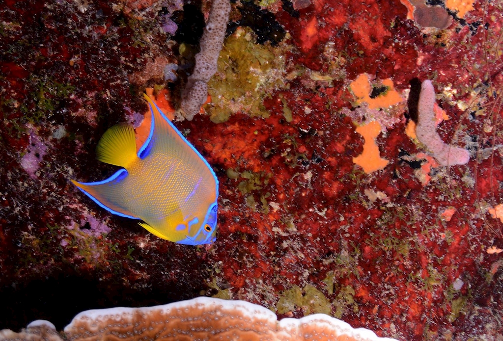 The scuba dive reservations